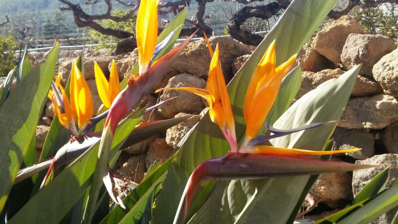 Finca Dulce Maikel Granadilla De Abona Ngoại thất bức ảnh